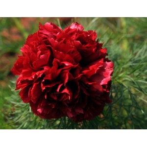 Пион тонколистный Rubra Plena